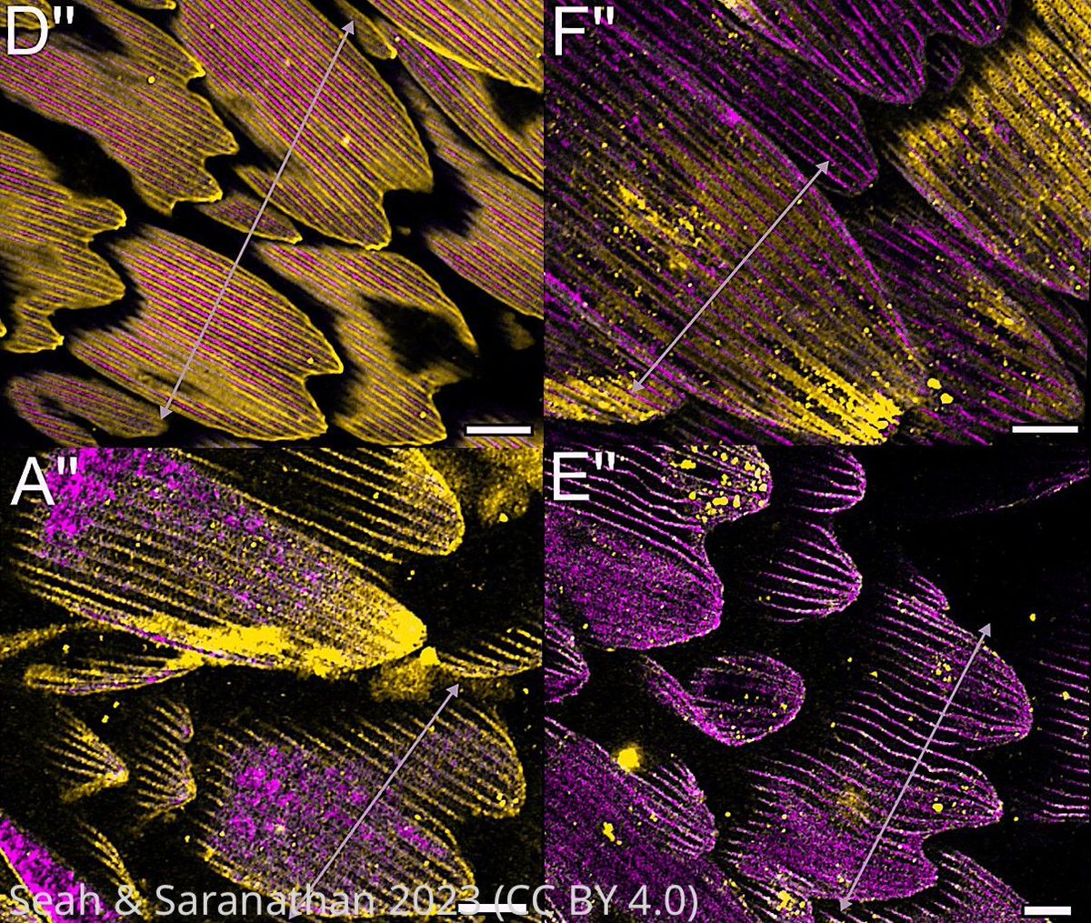 eLife - the journal (@elife) on Twitter photo Structured illumination microscopy reveals how swallowtail butterflies pattern structures composed of chitin at the nanometer scale to produce structural colours, finding a previously undocumented role for F-actin. elifesciences.org/articles/89082… Structured illumination microscopy reveals how swallowtail butterflies pattern structures composed of chitin at the nanometer scale to produce structural colours, finding a previously undocumented role for F-actin. elifesciences.org/articles/89082…