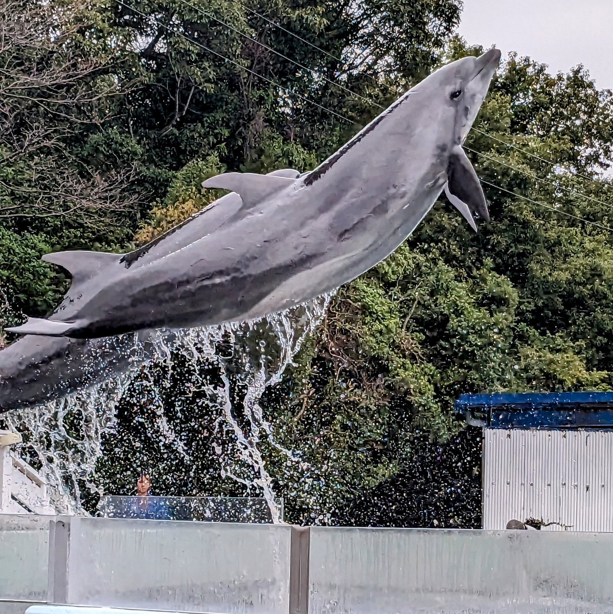 久しぶりの新屋島水族館🐬🐧🐟
いつ行っても元気いただける場所❤️
来週もマナやんに会えそうな予感😍
えっ…どこで❗❓
#新屋島水族館
#マナやん
#世直し侍
#香川ファイブアローズ