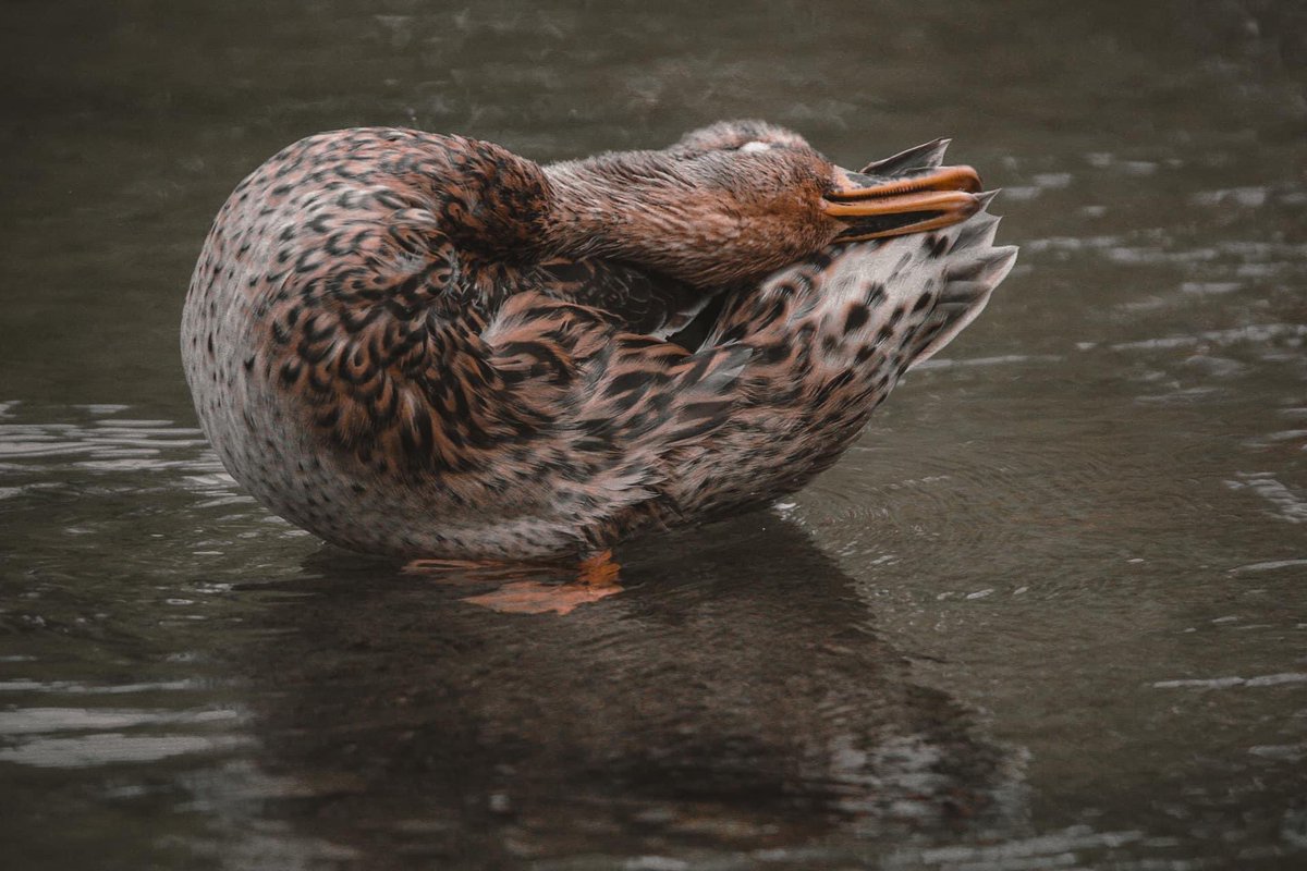 jay_monochrome's tweet photo. #wildlifephotography #nature #thamesriver #Ontario #Canada #duck #quack https://t.co/Z7k6sD1BLH