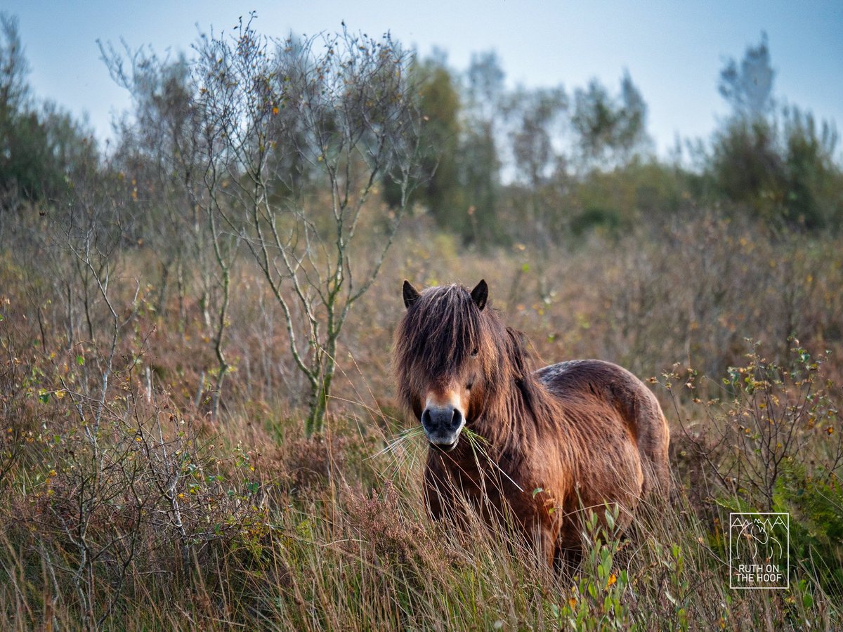 Hector the #Exmoorpony in his nature reserve. Lots of insects, birdlife, and wildlife there who all benefit from the ponies’ good work! #gonative