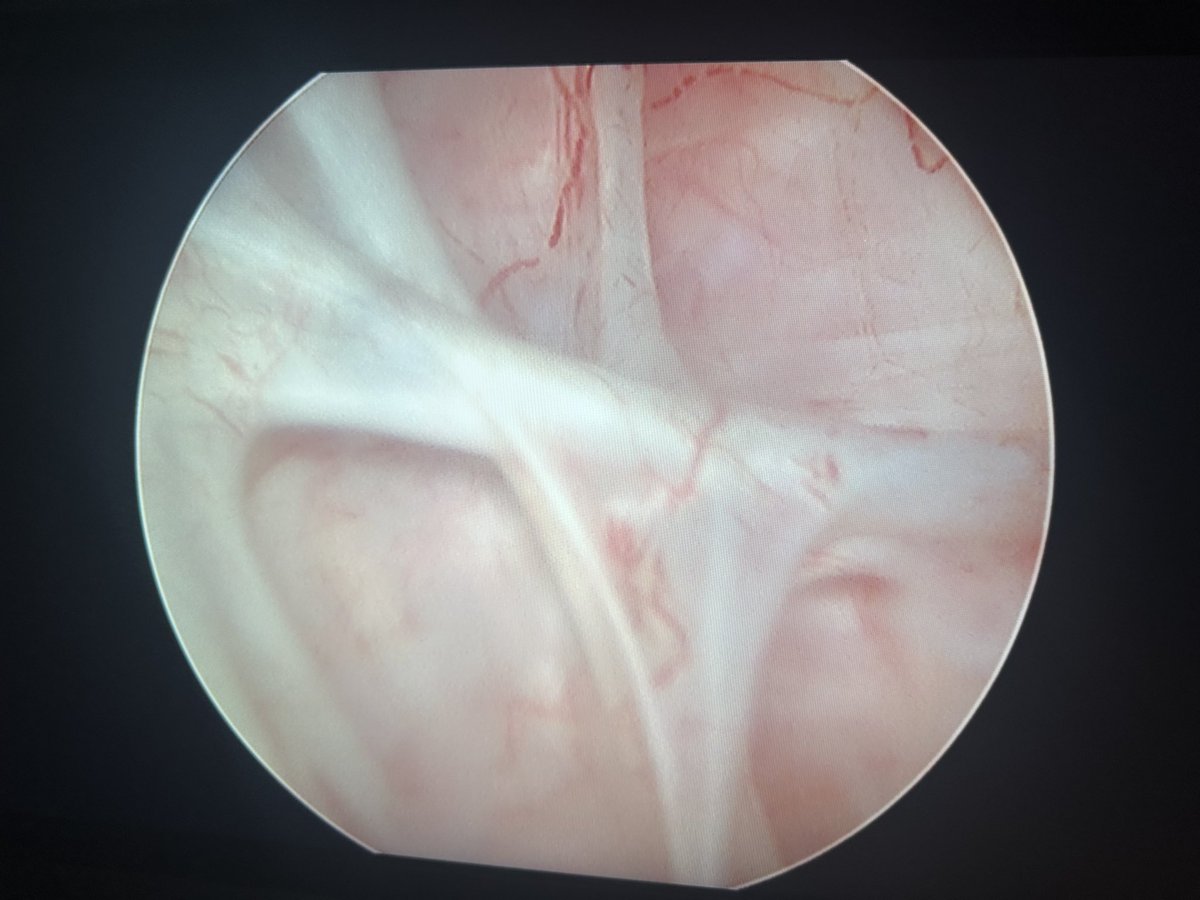 José Antonio. tweet media