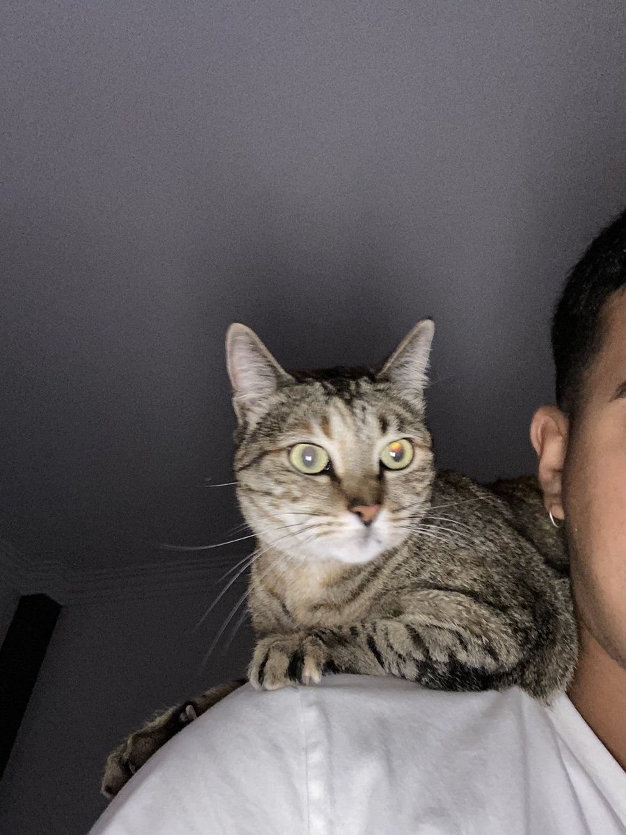 baldanzx's tweet photo. @memedepressivos um gato papagaio 🦜 https://t.co/KHepKmkmoj