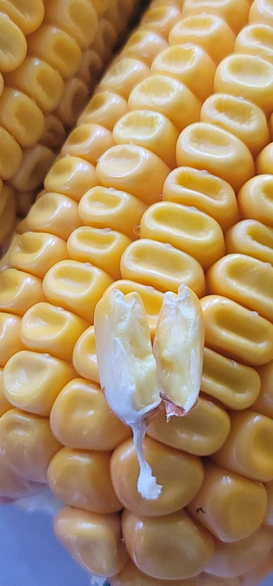 Happy that the winds left the corn standing again! Looks like we're ready for harvest this week. KF 35T14, 85 day