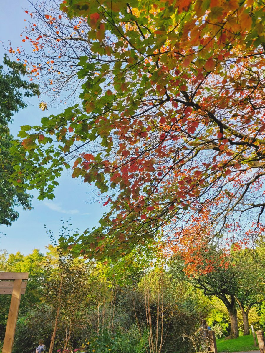 Autumn leaves in Fletcher Moss Gardens, Didsbury Manchester 

#HappyOctober #Autumn #Didsbury