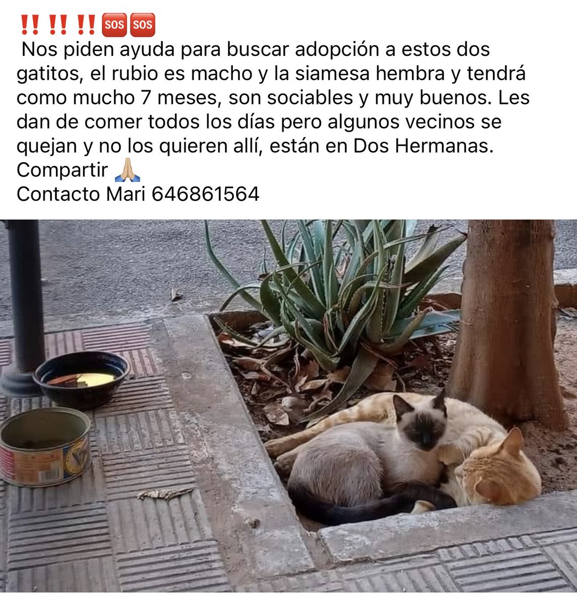 beadifusiones's tweet photo. Esto es una pena,  en Sevilla https://t.co/I52zq5aTNr