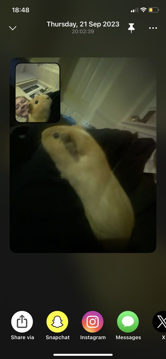 #RealestPersonOnEarth piggie cuddles