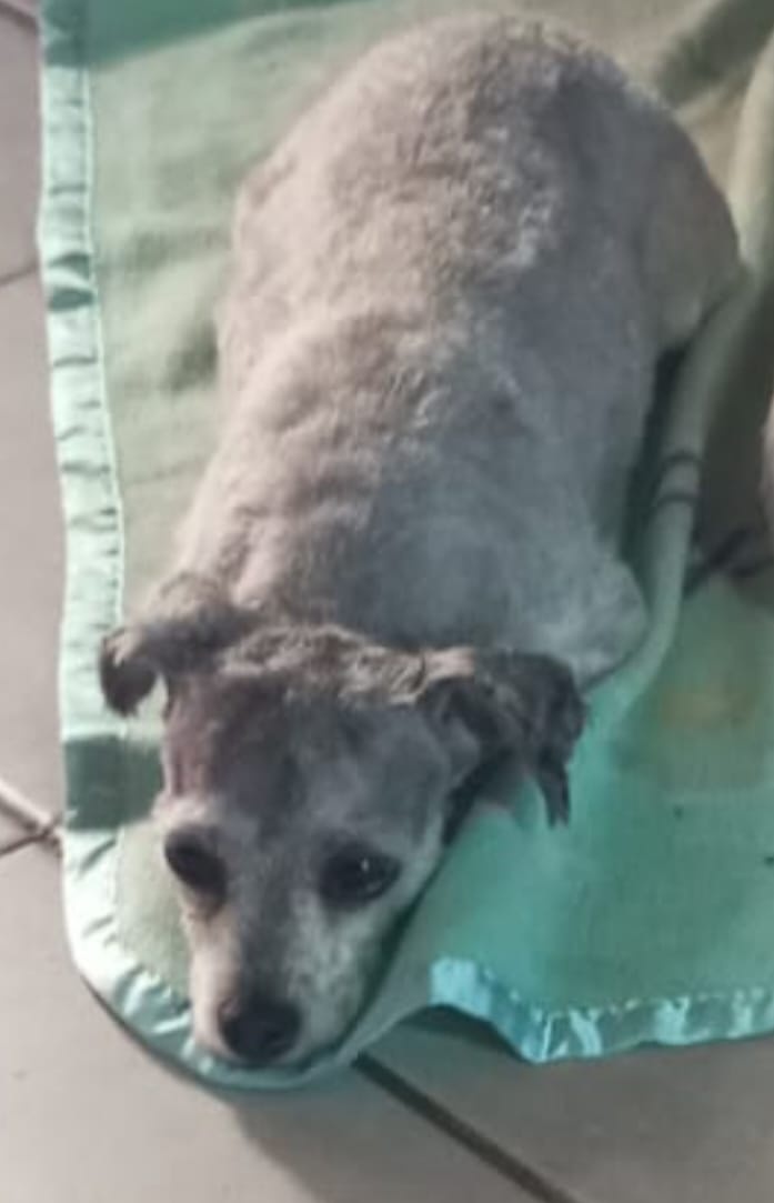 emekavoces's tweet photo. 🔴 #MALDONADO #ATENCIÓN 
Está tarde pasadas las 13hs, de la esquina de ferretería La Portera por Camino Vialidad se llevaron una perrita caniche gris que estaba fuera de su casa, según testigos fue una persona en una Chevrolet Meriva gris o Captiva gris. Si alguien puede aportar algún dato, se pueden contactar con Mathias al 092420064. La perrita tiene a su familia esperando. Ya se realizó la denuncia policial correspondiente
