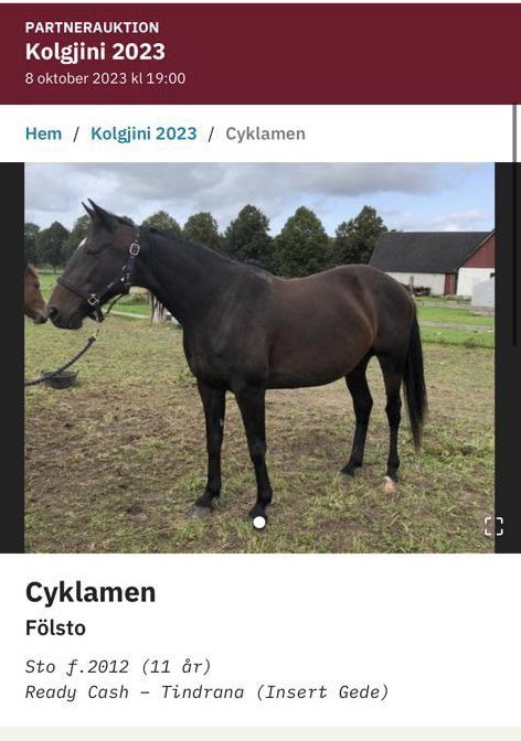 Pitkään etsitty uutta siitostammaa, mutta nyt tarttui haaviin Ludden huutokaupasta Ready Cashin(!) tytär Cyklamen!
Tämä Mosaique Facesta kantava tamma on sisko mm. todelliselle huippuhevoselle, Kymi GP sankarille ja siitosoriille Earl Simonille!! ⭐️ 

Tervemenoa Suomeen!🇫🇮 #ravit