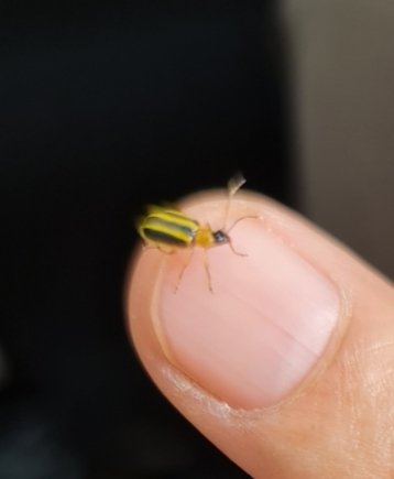 ¿Será que el amarillo, en el caparazón de estos insectos, viene de su dercanía con la flor de calabaza, en la milpa?