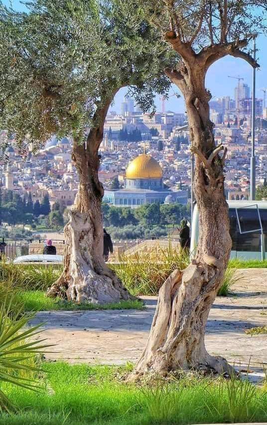 waryam___khan's tweet photo. • نَصْرٌ مِّنَ اللہِ وَ فَتْحٌ قَرِیبٌ...♥️😇
#القدس
#GazaUnderAttack 
#طوفان_القدس
#FreePalastine https://t.co/rpKyNSlRjp