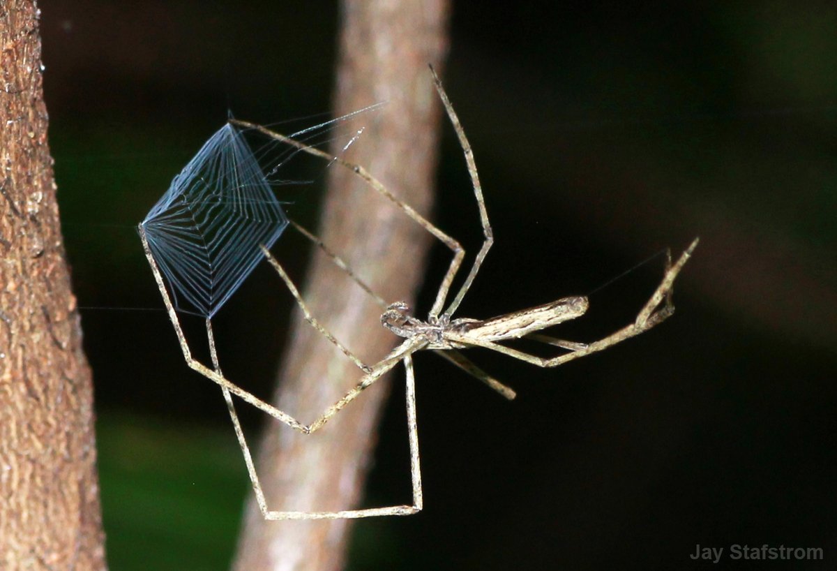 Deinopid_Day's tweet photo. Net-casting spiders are known for their net-casting. These spiders are extraordinary predators. But what eats them? What are THEIR predators? And how might these spiders fend predators off? Buckle up for a thread on crypsis and anti-predator behavior.
#DeinopidDay #Arachtober https://t.co/t6AZaVFD4o