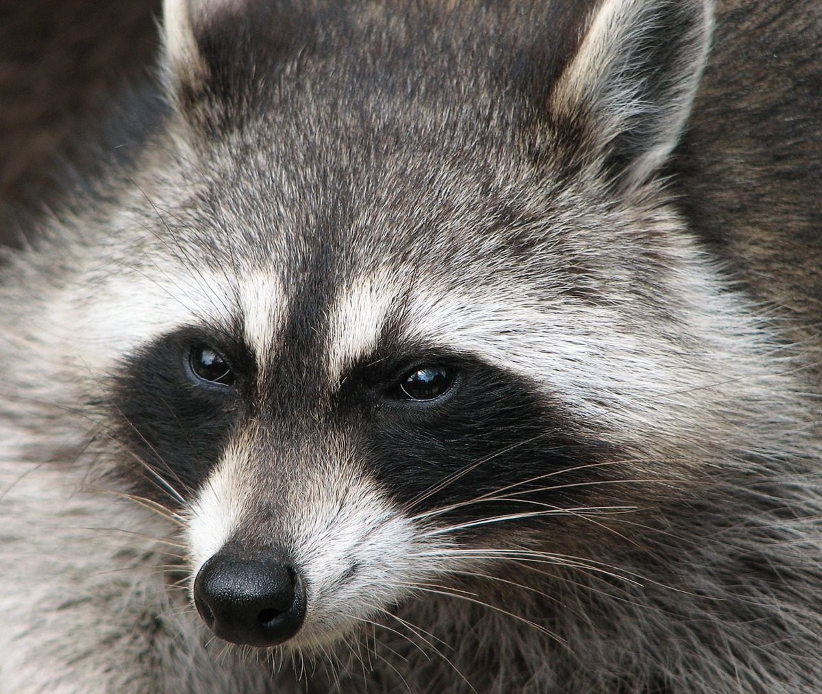 draculapocok's tweet photo. @TheWheelOfTime 🦝 https://t.co/1gVmqIbaD6