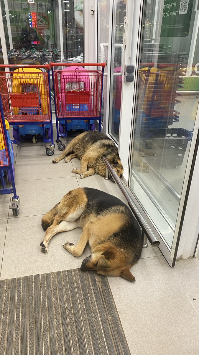 aggeevich's tweet image. вы встретили спящих стражей Перекрёстка.

всю следующую неделю у вас не будет бессонницы и вам будут сниться самые замечательные сны, успокаивающие вашу нервную систему.