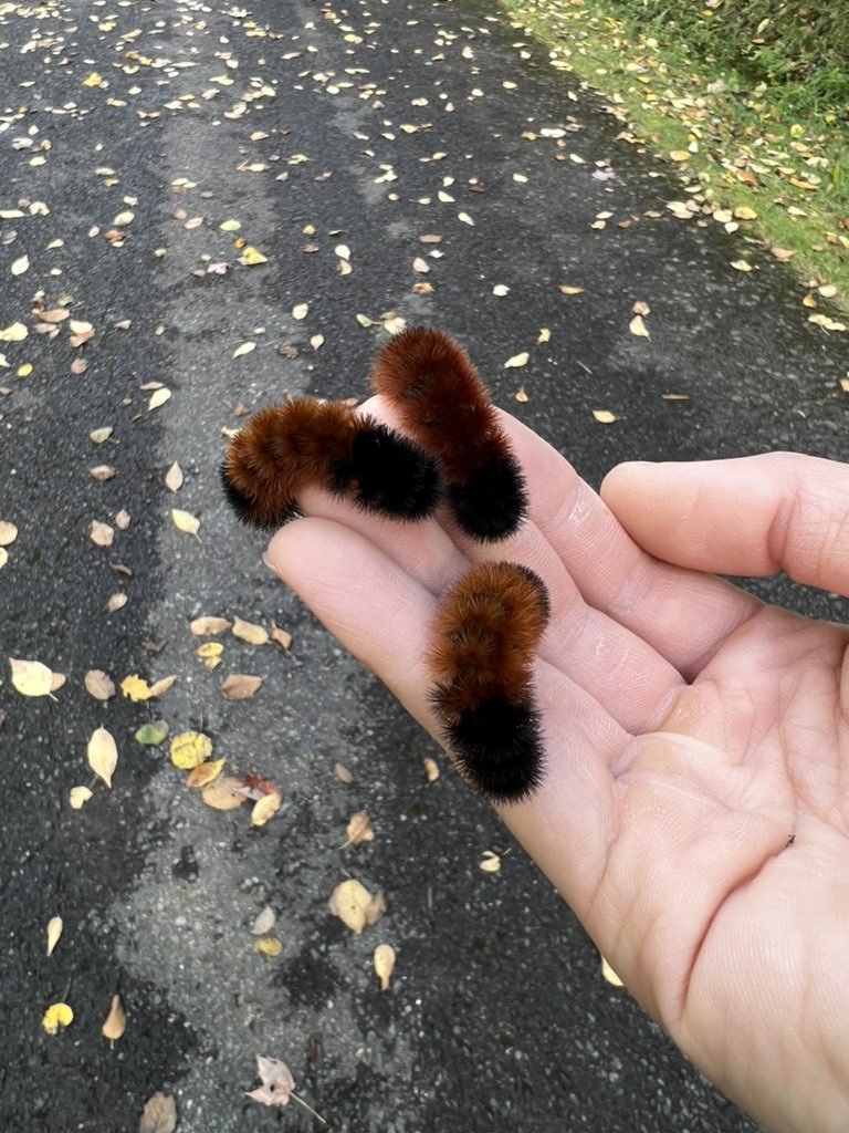 vylederg's tweet photo. normal hike activity: public bug transportation infrastructure https://t.co/ye2sawcqPu