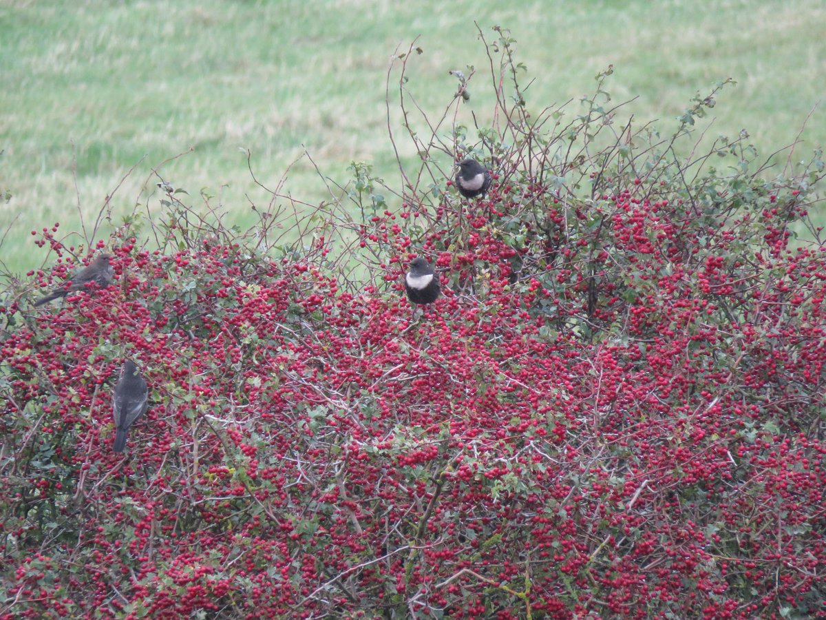 yafflehunter's tweet photo. Cracking day on the Boulby patch, nothing rare but plenty of Scandi migrants, inc. at least 21 Ring Ouzels in the full extent of the alum workings, bossing the hawthorns and rowans over other thrushes. Also Bramblings, Wheatears, chiffs, redpolls, Woodcock etc. @PatchBirding https://t.co/VgaXOnxJLo