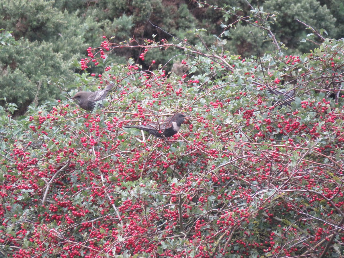 yafflehunter's tweet photo. Cracking day on the Boulby patch, nothing rare but plenty of Scandi migrants, inc. at least 21 Ring Ouzels in the full extent of the alum workings, bossing the hawthorns and rowans over other thrushes. Also Bramblings, Wheatears, chiffs, redpolls, Woodcock etc. @PatchBirding https://t.co/VgaXOnxJLo