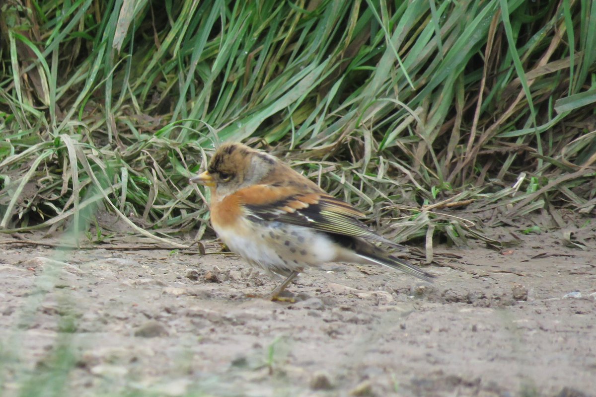 yafflehunter's tweet photo. Cracking day on the Boulby patch, nothing rare but plenty of Scandi migrants, inc. at least 21 Ring Ouzels in the full extent of the alum workings, bossing the hawthorns and rowans over other thrushes. Also Bramblings, Wheatears, chiffs, redpolls, Woodcock etc. @PatchBirding https://t.co/VgaXOnxJLo