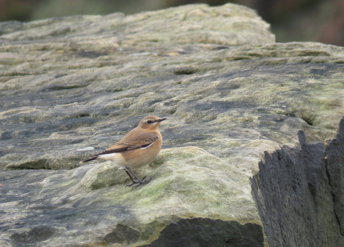 yafflehunter's tweet photo. Cracking day on the Boulby patch, nothing rare but plenty of Scandi migrants, inc. at least 21 Ring Ouzels in the full extent of the alum workings, bossing the hawthorns and rowans over other thrushes. Also Bramblings, Wheatears, chiffs, redpolls, Woodcock etc. @PatchBirding https://t.co/VgaXOnxJLo