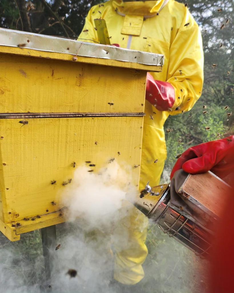 charlruto's tweet image. Taveta bees are super active and their sting is really painful (ask me! When we were changing, one stung me and my arm pained the whole day)

Nevertheless, I am super proud of them! The colonies are growing well, they have brood, honey and pollen and soon it will be harvest time!