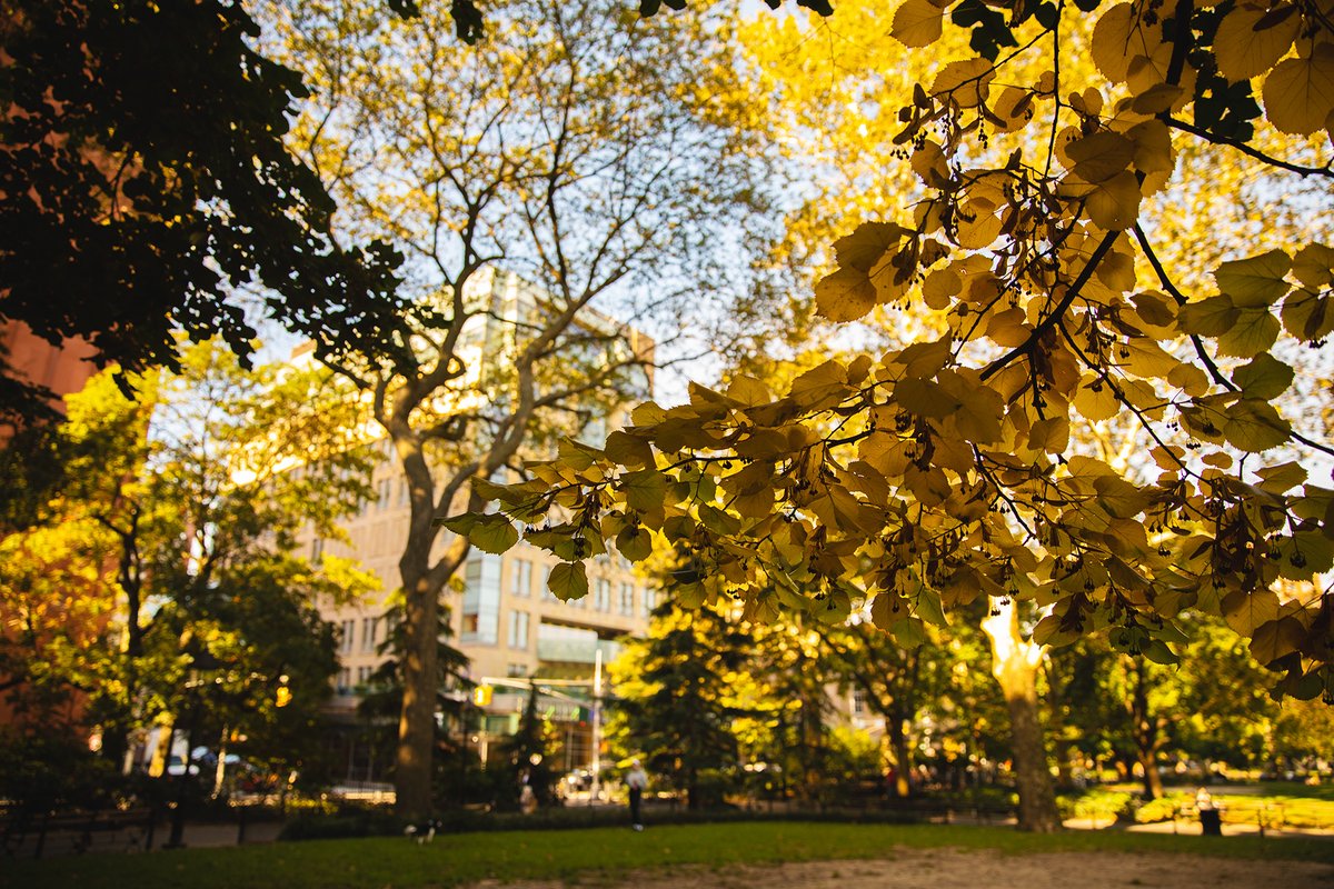 nyuniversity's tweet photo. not us setting up a whole photo shoot for the first golden leaf in the park 😅

@WSPConservancy 💜🍂

📷 Photos by Jonathan King https://t.co/JubY7BO6jy