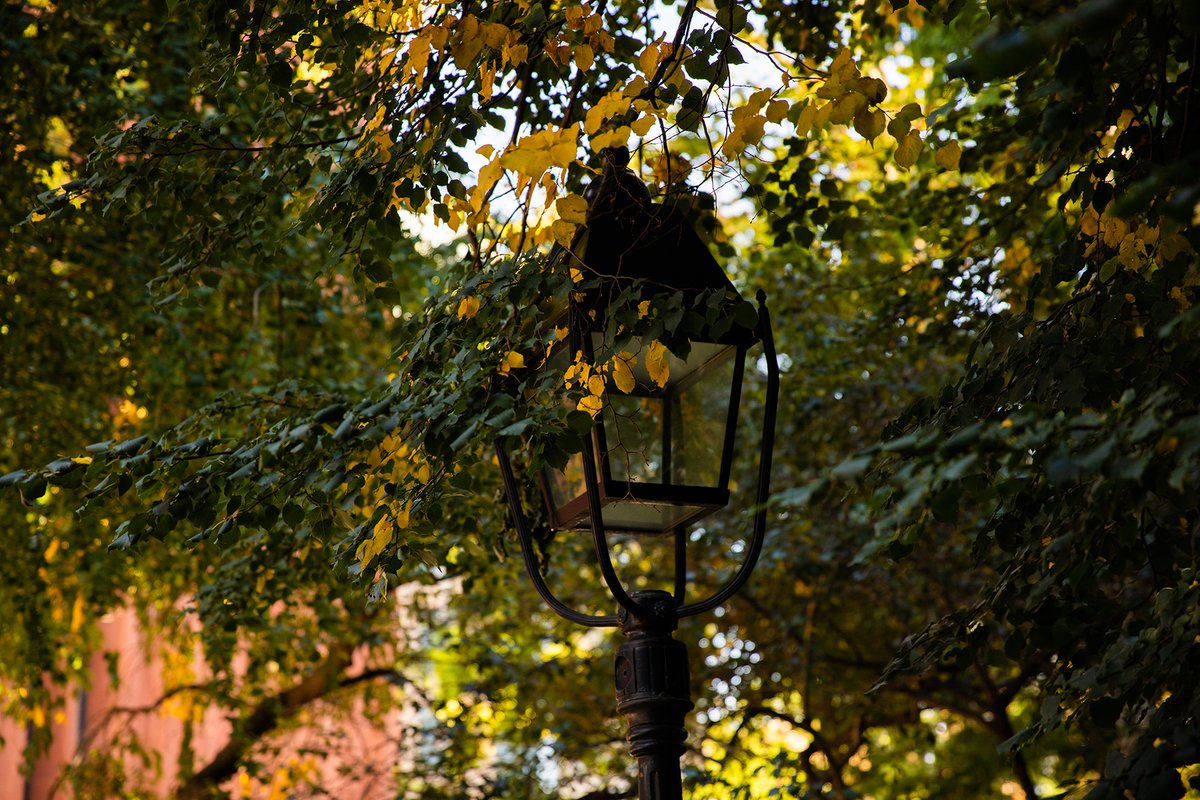 not us setting up a whole photo shoot for the first golden leaf in the park 😅

<a href="/WSPConservancy/">Washington Square Park Conservancy</a> 💜🍂

📷 Photos by Jonathan King