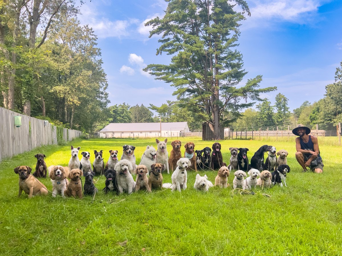 Pink__Pup's tweet photo. Enjoying our last bit of green while we can, happy October! Anyone going pumpkin picking? 🎃 #halloween #pumpkins #october #puppies https://t.co/bfOkppB3Rs