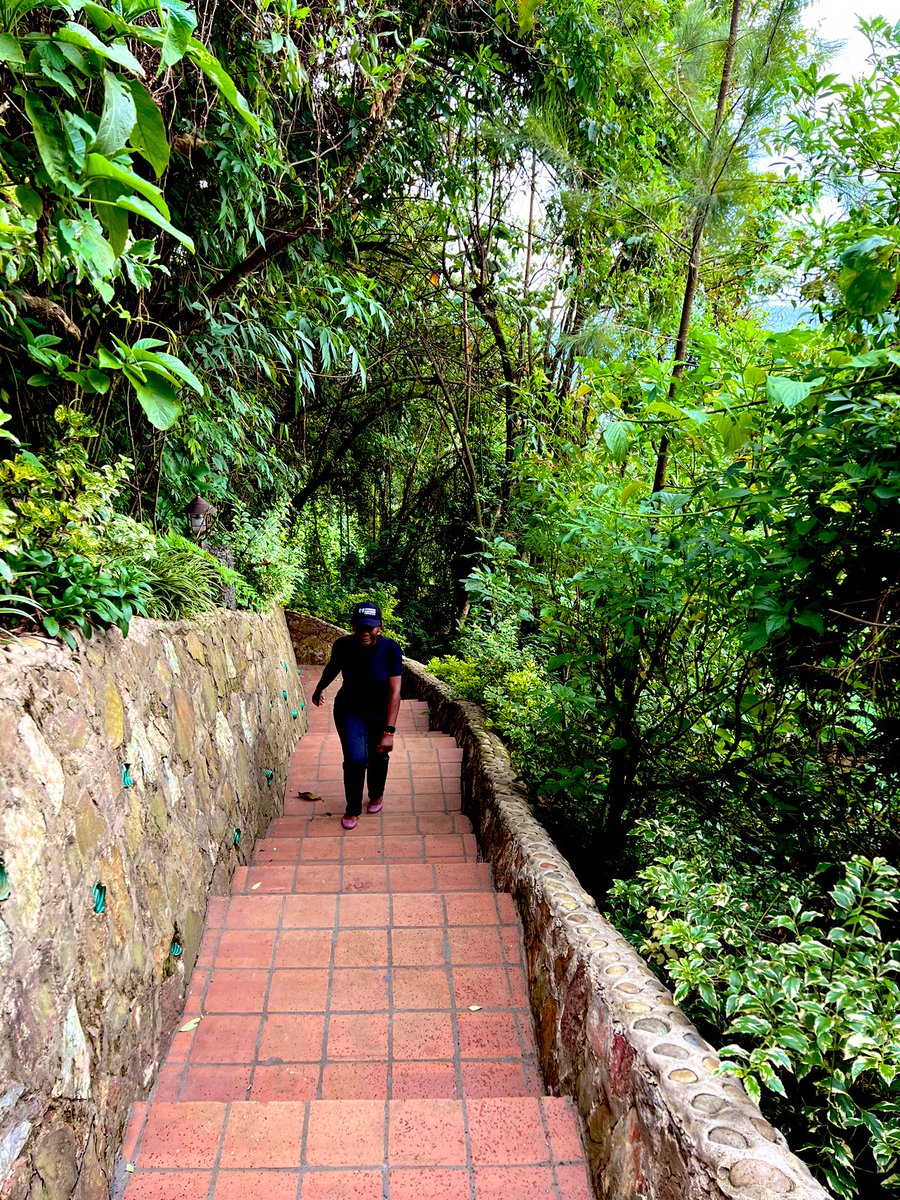 DianeBelleUG's tweet image. Tourism has always been my passion, brings out the best in me 🦍 #inlovingmemoryofrafikithegreat #nkuringobwindigorillalodge #gorillatracking #bwindimpenetrableforest #nkuringosafaris