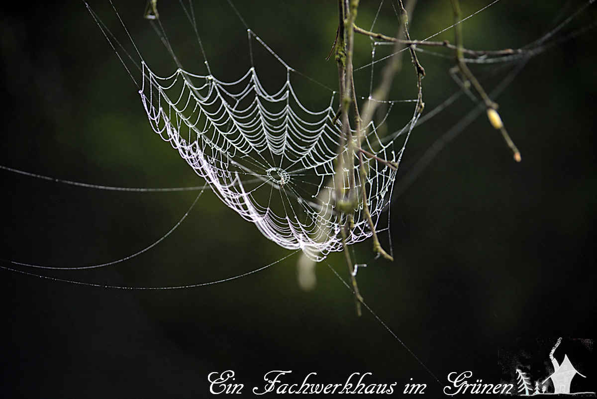 Ich mag keine #Spinnen, aber trotzdem sind sie einfach faszinierend.gartenwonne.com/2023/09/spinne…
