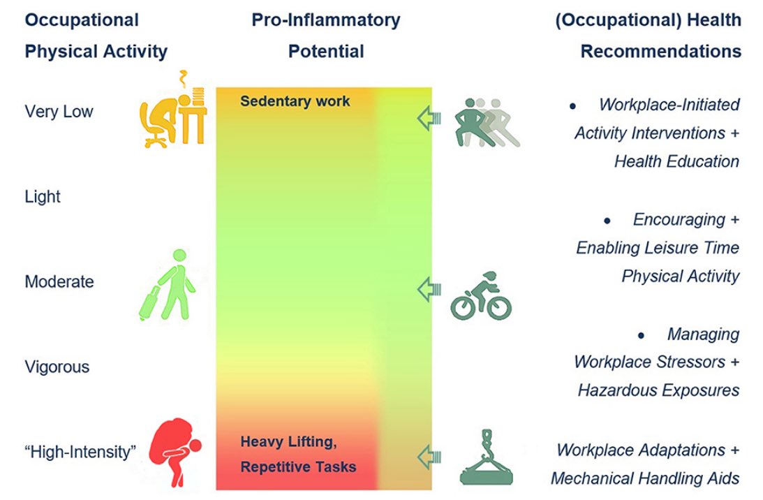 The Physical Activity Paradox & inflammation reviewed. Guess which level of occupational physical activity being “the good”, “the bad” & “the proinflammatory”. Very good overview given by the authors frontiersin.org/articles/10.33…