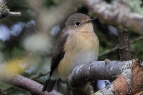 Frank Duff (@frank0267532) on Twitter photo So another Shetland holiday comes to an end, finishing with another rare thrush - Whites on Bressay. A really enjoyable week with some great birds seen. The Bluethroat and Red breasted Flycatcher were from earlier in the week. <a href="/david93955/">David Spencer</a> took the photos So another Shetland holiday comes to an end, finishing with another rare thrush - Whites on Bressay. A really enjoyable week with some great birds seen. The Bluethroat and Red breasted Flycatcher were from earlier in the week. <a href="/david93955/">David Spencer</a> took the photos