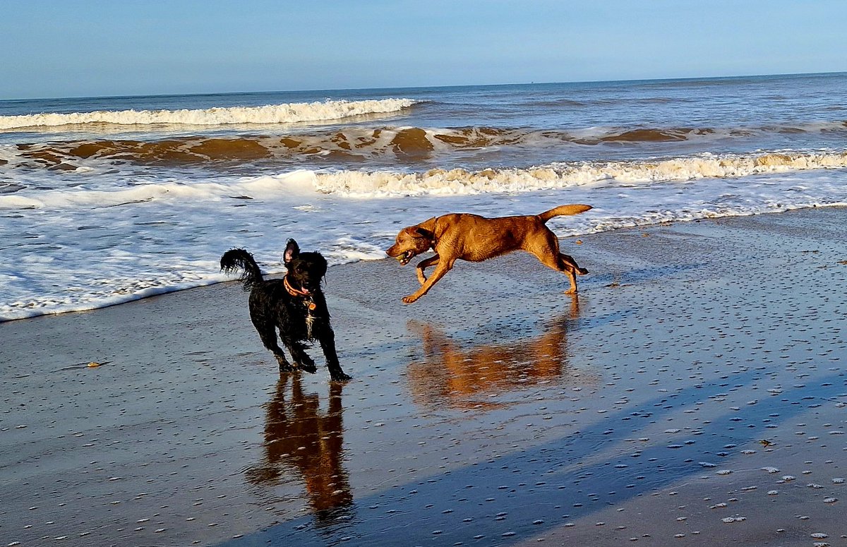phoenix196428's tweet photo. Lovely early morning walk on the beach with Evie and Bertie plus @mobsy1965 https://t.co/v9sKnvQaBT