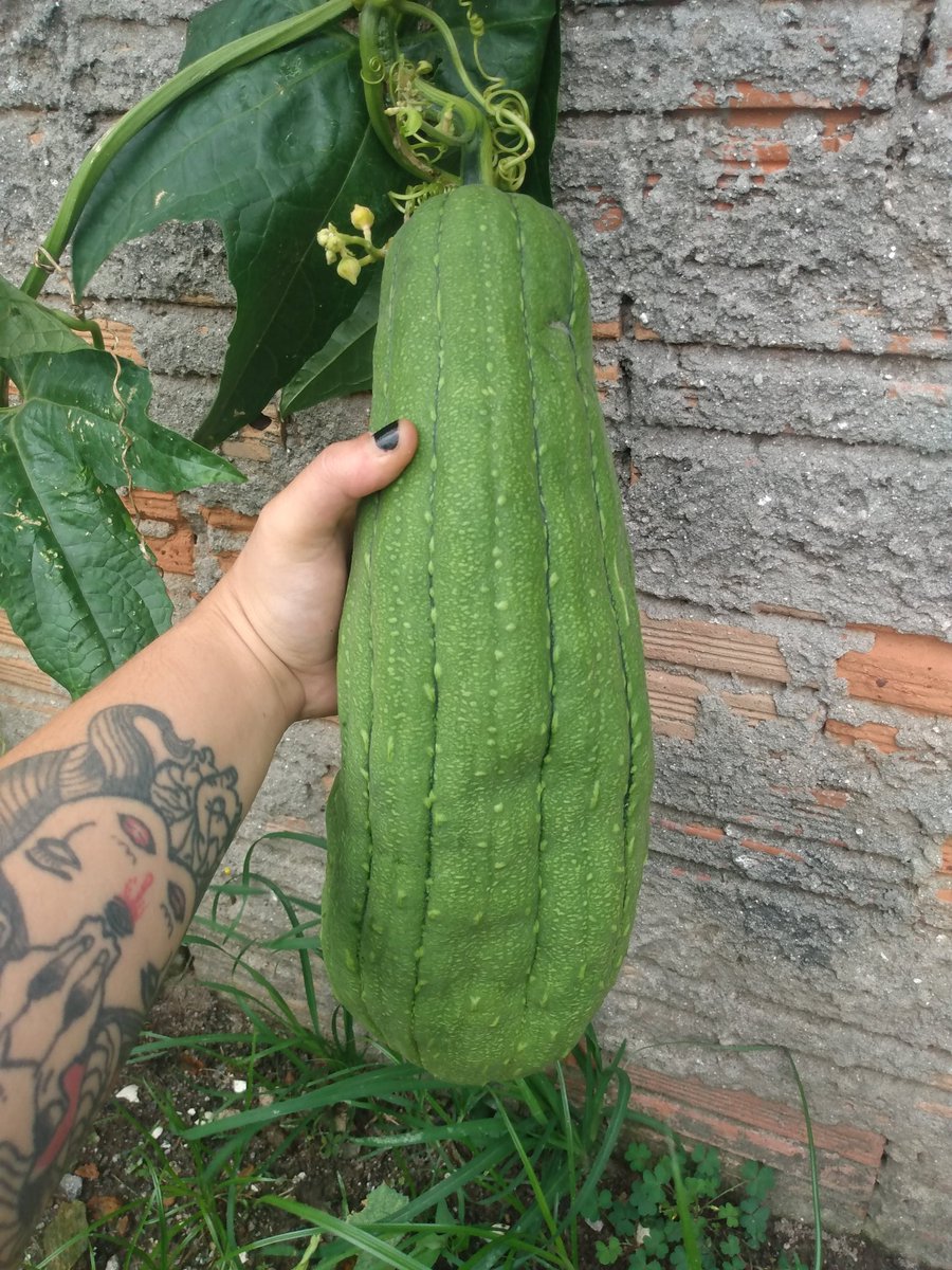 cadelinha da agroecologia tweet media