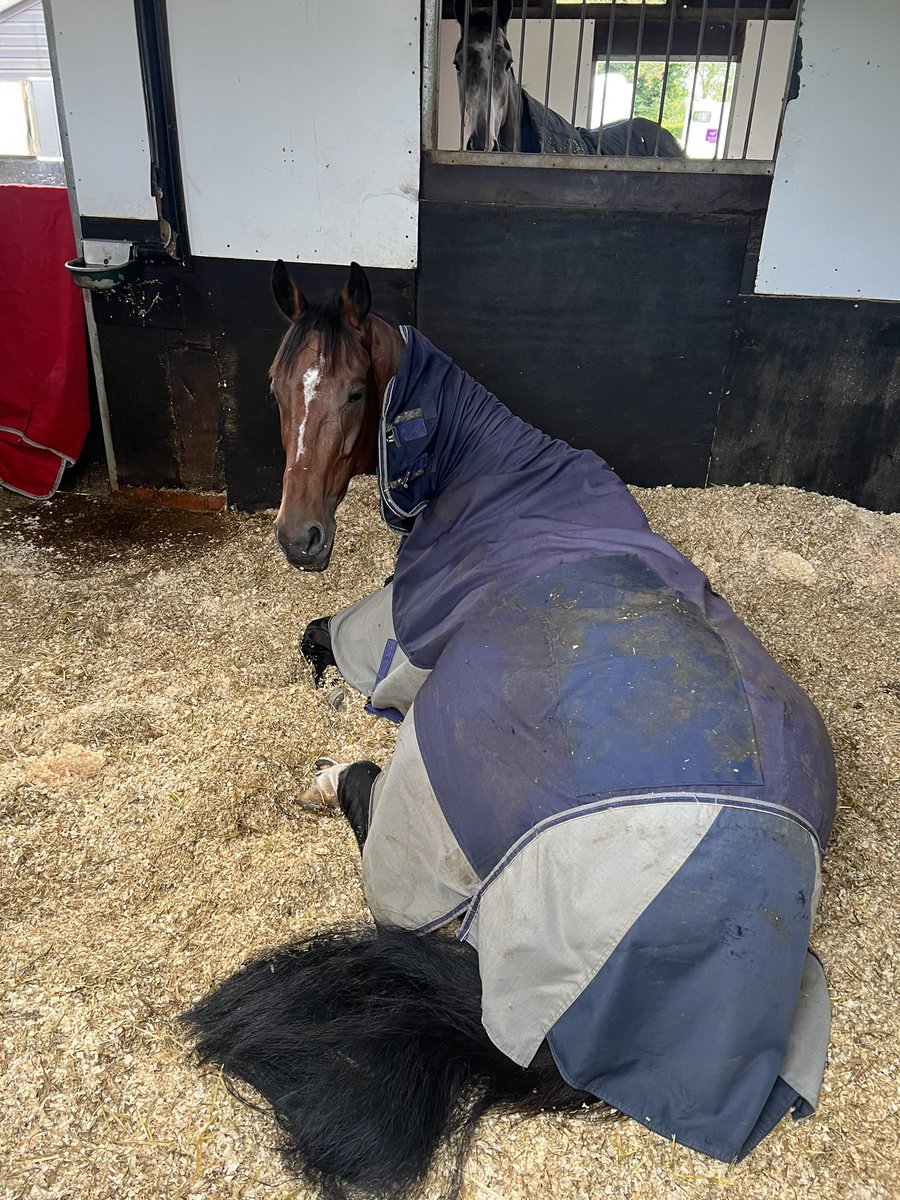 RacingHOTSR's tweet photo. Sunday snoozes for the boys 😴
#spiritdaunou #walkinthewild https://t.co/VNlOa82VYh