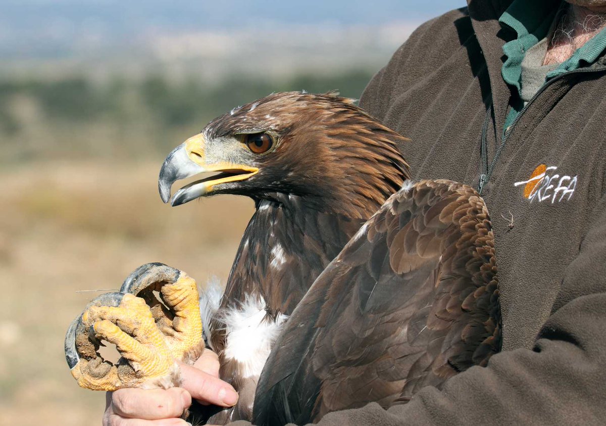 #GREFAsequeda
Ya más de 10.000 firmas para hacer ver a <a href="/MajadahondaAyto/">Ayuntamiento de Majadahonda</a> que para defender la biodiversidad hay que apoyar a las ONG, entre las que nos contamos, y que hay que apostar por el medio ambiente, que es a lo que nos dedicamos desde #Majadahonda chng.it/wJmX59rMDc