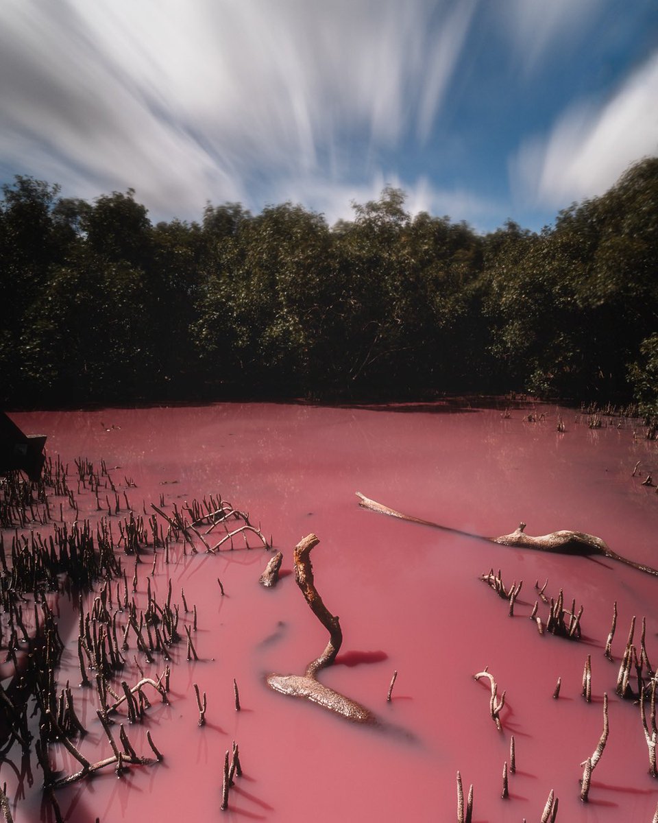 Haru_AUS_photo's tweet photo. I never expected to see something like a pink lake here in Brisbane! Here is one of the shots I took yesterday. 

#brisbane 
#boondallwetlands 
#nudgeebeach 
#pinklake https://t.co/qFDNLyTo4u