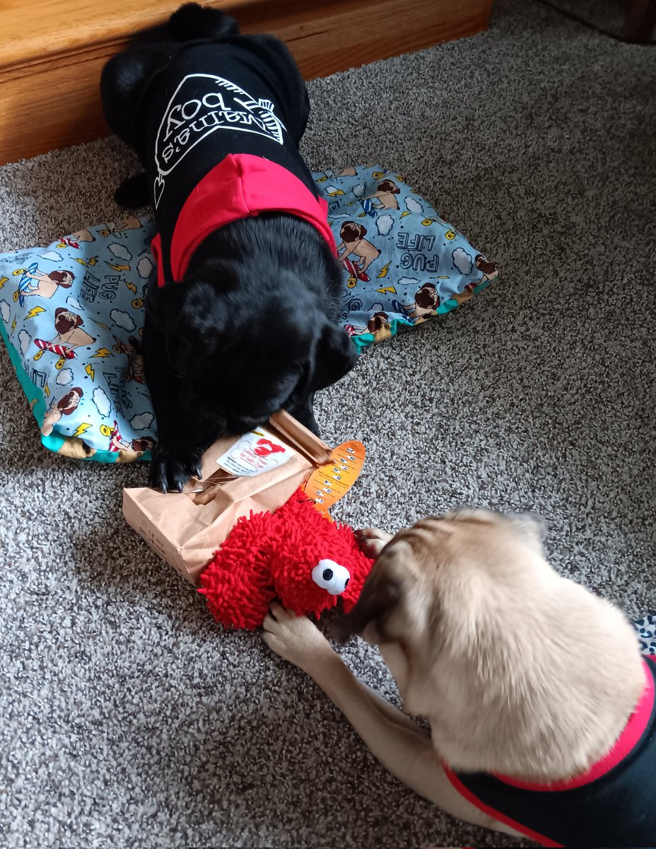 mommasboymushu's tweet photo. @MisterPemberto1 THANK YOU for the #lobster toy & treats. @CaymusPug THANK YOU for the homemade #puglife mat. I want to keep everything for myself but I'm a good boy & shared with Winny. It was so great to see you both at the PRONE #pugsocial. #puglove #dogsoftwitter #dogsofx https://t.co/fMj62AI7mG