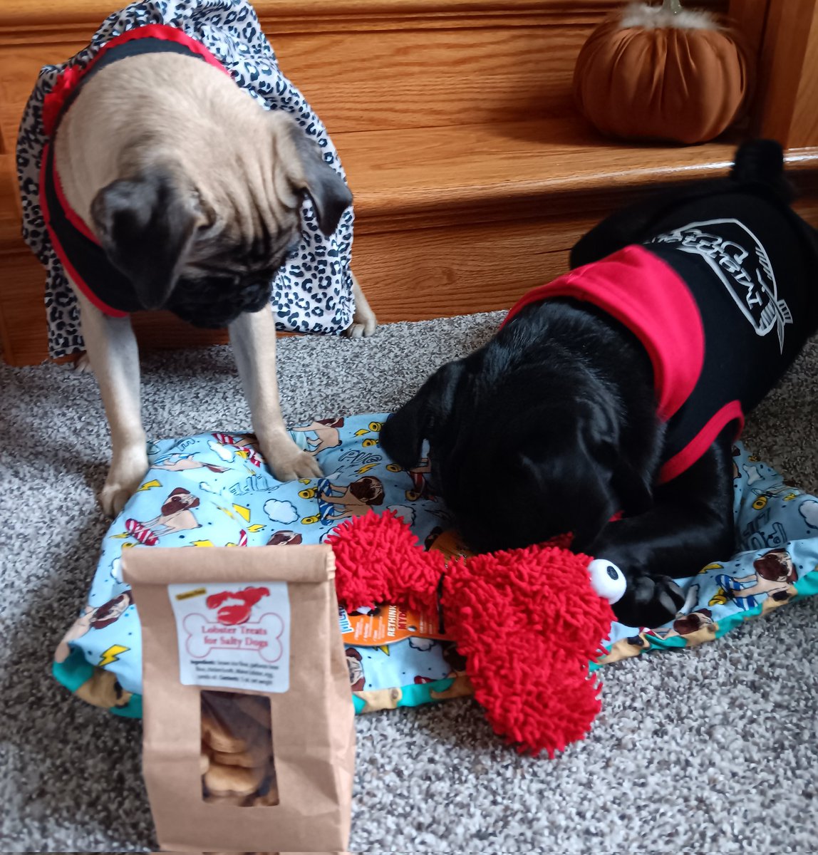 mommasboymushu's tweet photo. @MisterPemberto1 THANK YOU for the #lobster toy & treats. @CaymusPug THANK YOU for the homemade #puglife mat. I want to keep everything for myself but I'm a good boy & shared with Winny. It was so great to see you both at the PRONE #pugsocial. #puglove #dogsoftwitter #dogsofx https://t.co/fMj62AI7mG