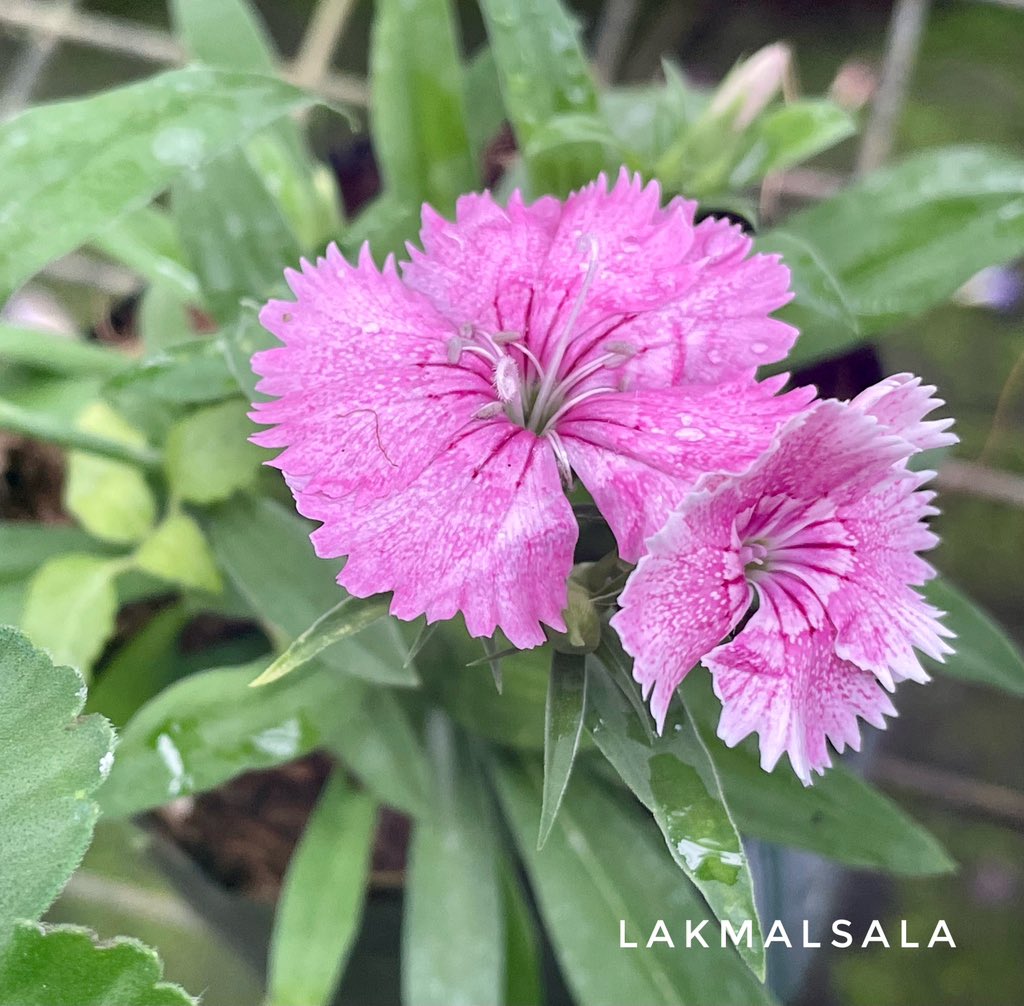 Dianthus plants available at Lakmalsala - Pasyala 
#Dianthus #Lakmalsala #ලක්මල්සල #lakmaluyana