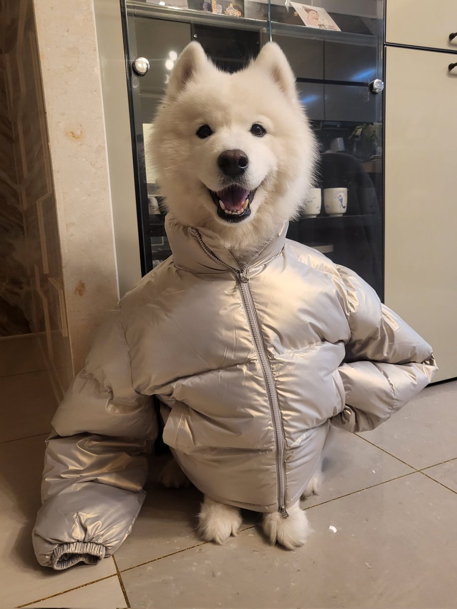 polarsom's tweet photo. 패딩강아지ㅋㅋㅋㅋㅋ https://t.co/Syge1wZgNh