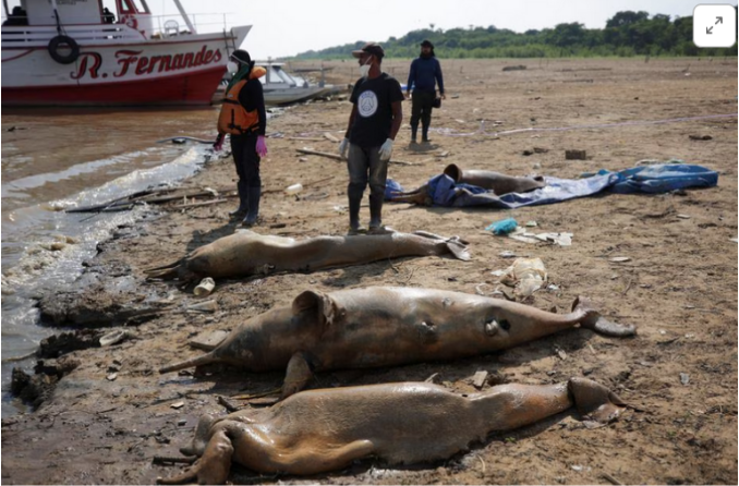 GO GREEN tweet media