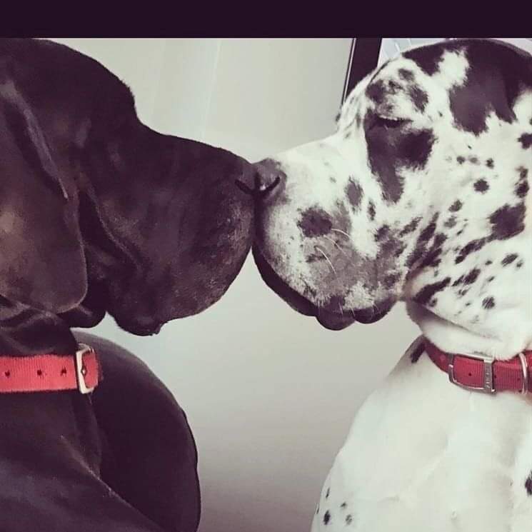 Great Dane Lovers (@Greatdanepage) / Posts / X