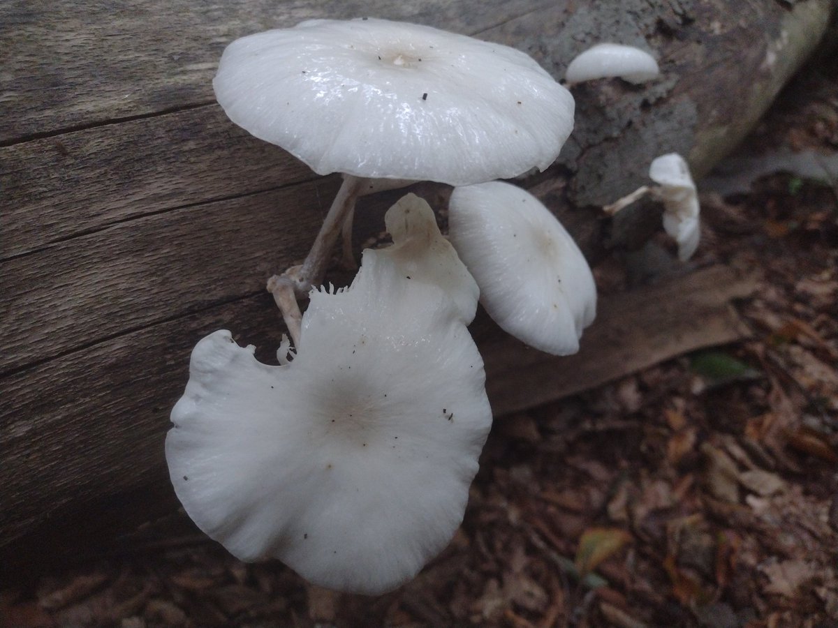 Paddenstoelenfestijn op de #Veluwe #herfst