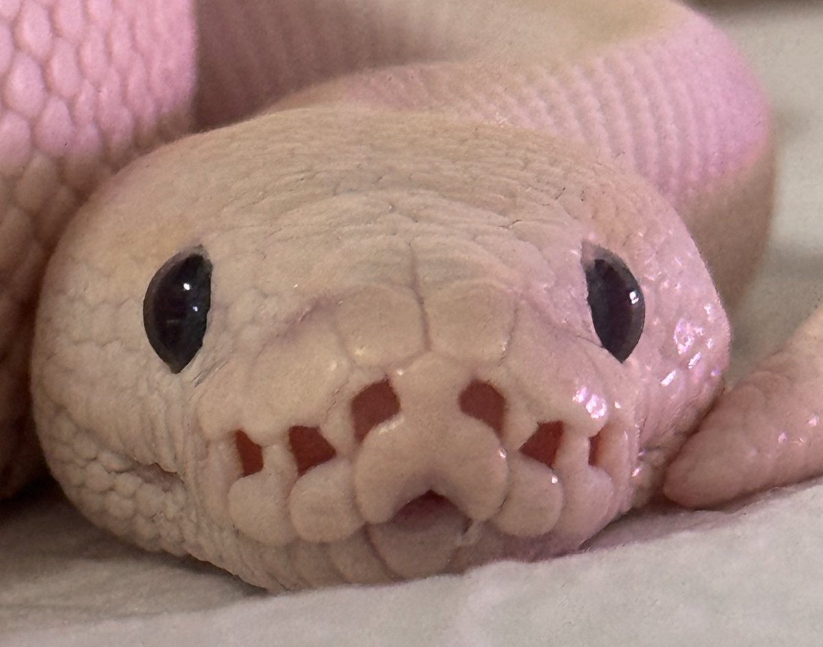 ballpython0822's tweet image. あざとい(｡ﾉω&amp;lt;｡)