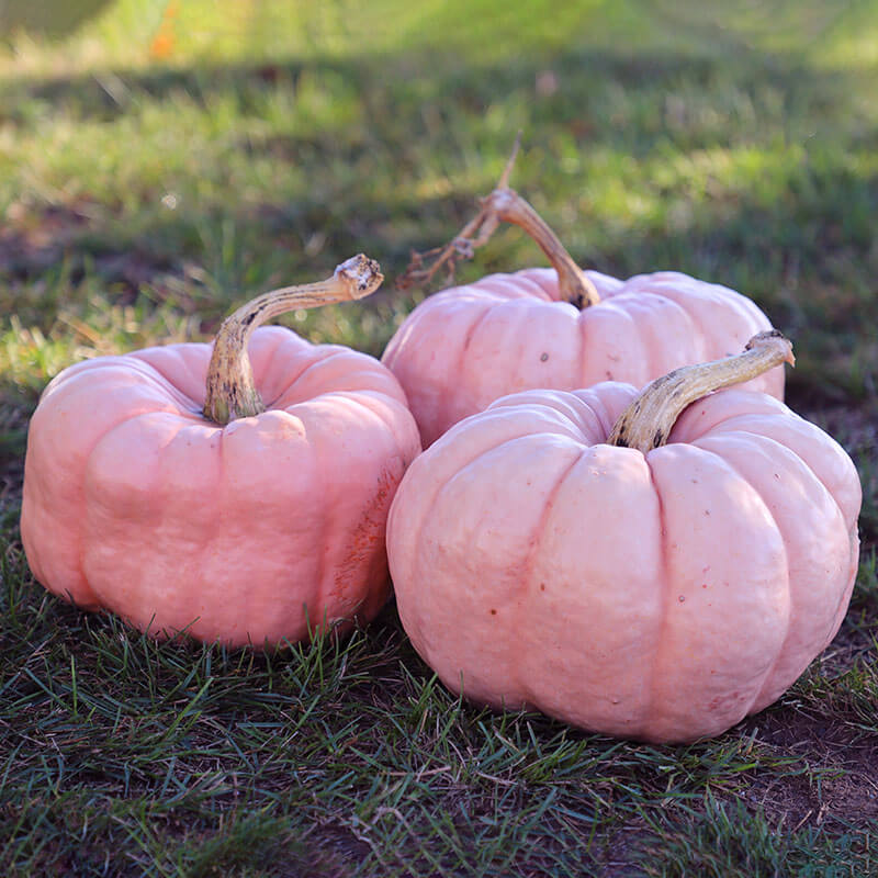 epiphronds's tweet photo. @TheManyMeteia Perhaps I can assist: 

1) Porcelain Doll Pink Pumpkin 
2) Jarrahdale Pumpkin
3) Queensland Blue Pumpkin
4) Purple Pumpkin Chilli (not technically a pumpkin, I know, but) https://t.co/dPnGiqXY2K