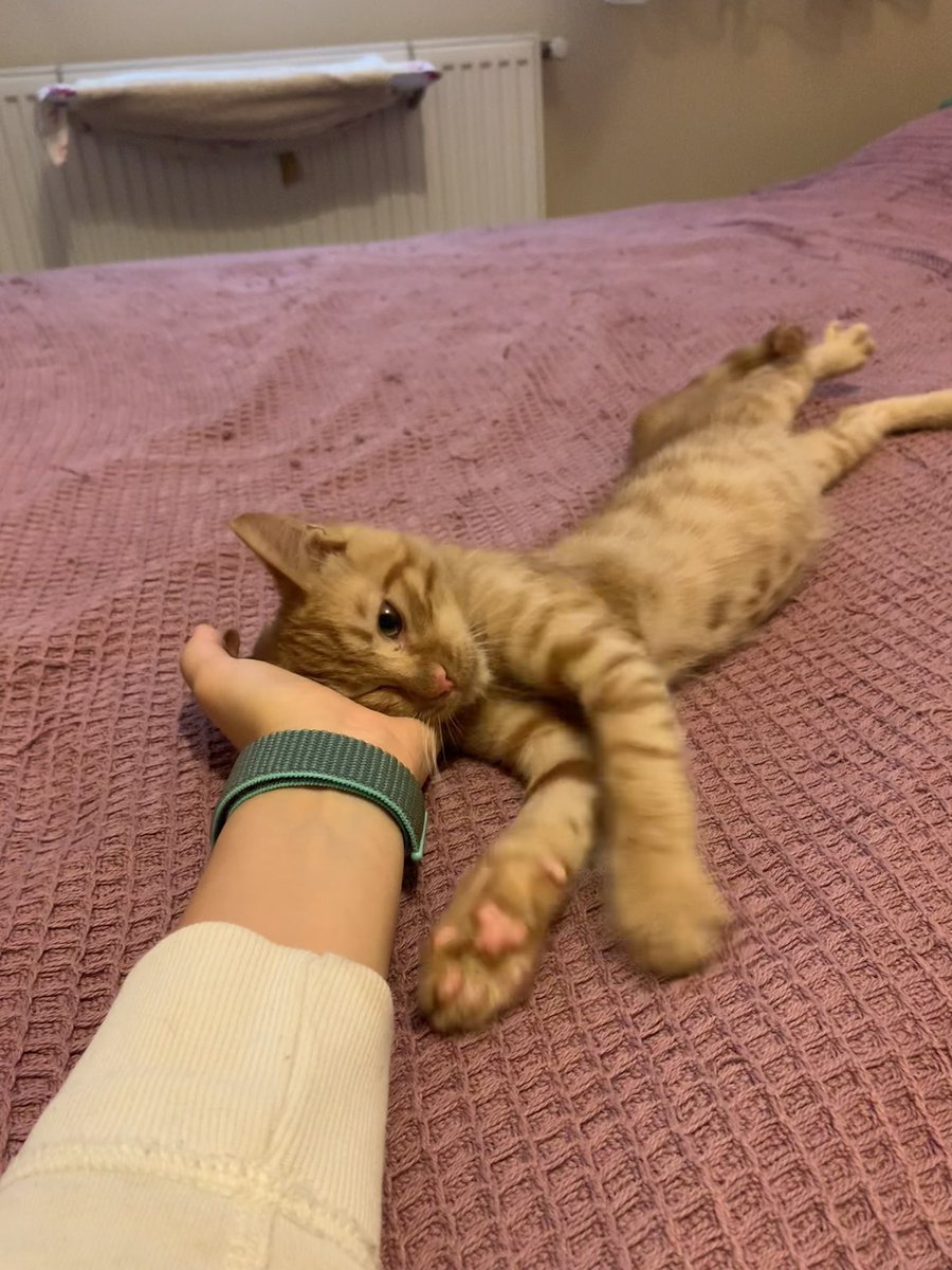 YUVA ARIYOR. PAYLAŞIM DESTEĞİ LÜTFEN❤️Pansiyonda ve geçici yuvada kaldıktan sonra sokağa gitmesini istemiyoruz. İstanbul’da ama başka şehre nakil yapılabilir. 2-3 aylık erkek sarman. Çok sevecen, iç dış parazitleri tam, sağlıklı.  @pambikpiremses_ <a href="/minkominkom/">Murat K.</a> <a href="/SuziOnline_blog/">SuziOnline</a>