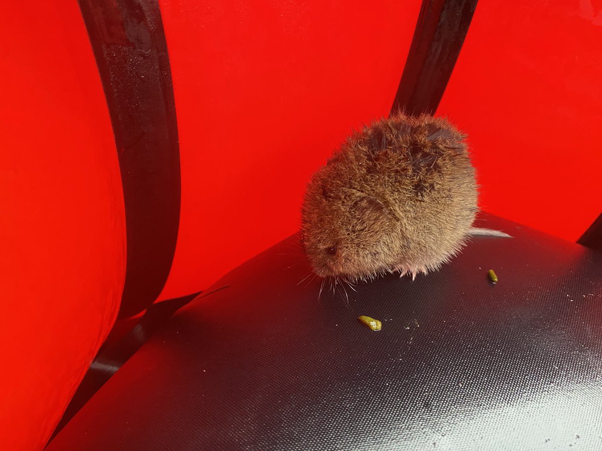 Aviemore to Grantown on Spey this morning. I found myself a couple of packrafting buddies. Both voles climbed up my grab rope and into my raft. I paddled to shore and lifted them back out onto the bank. 
#RiverSpey #Packrafting #Speyside