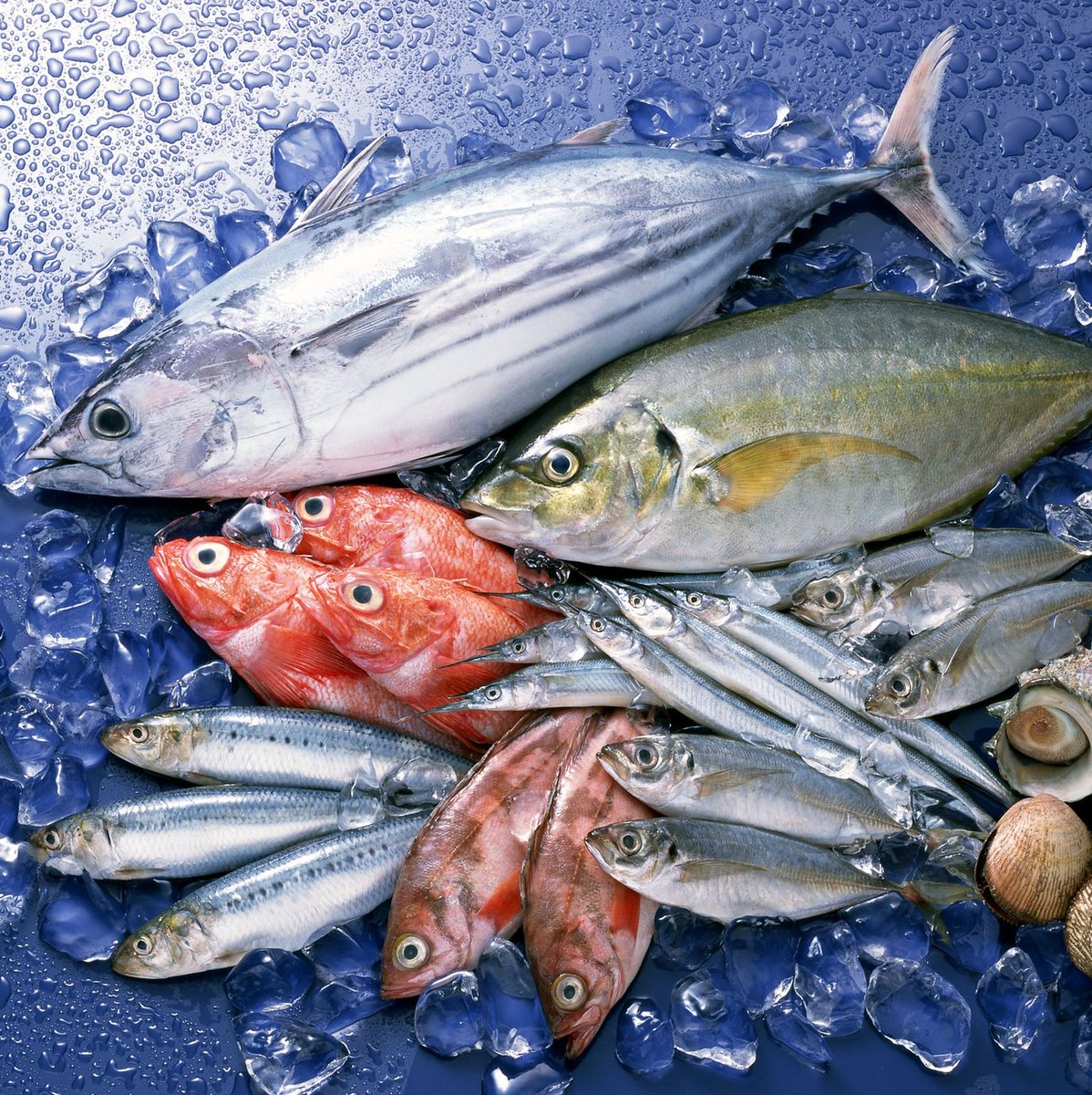 yatne5's tweet photo. 🙊🙊 #SEAsia23 #sushi #NationalFisherman  
Source: https://t.co/PRrpuizSbP https://t.co/AiUvr05DCm