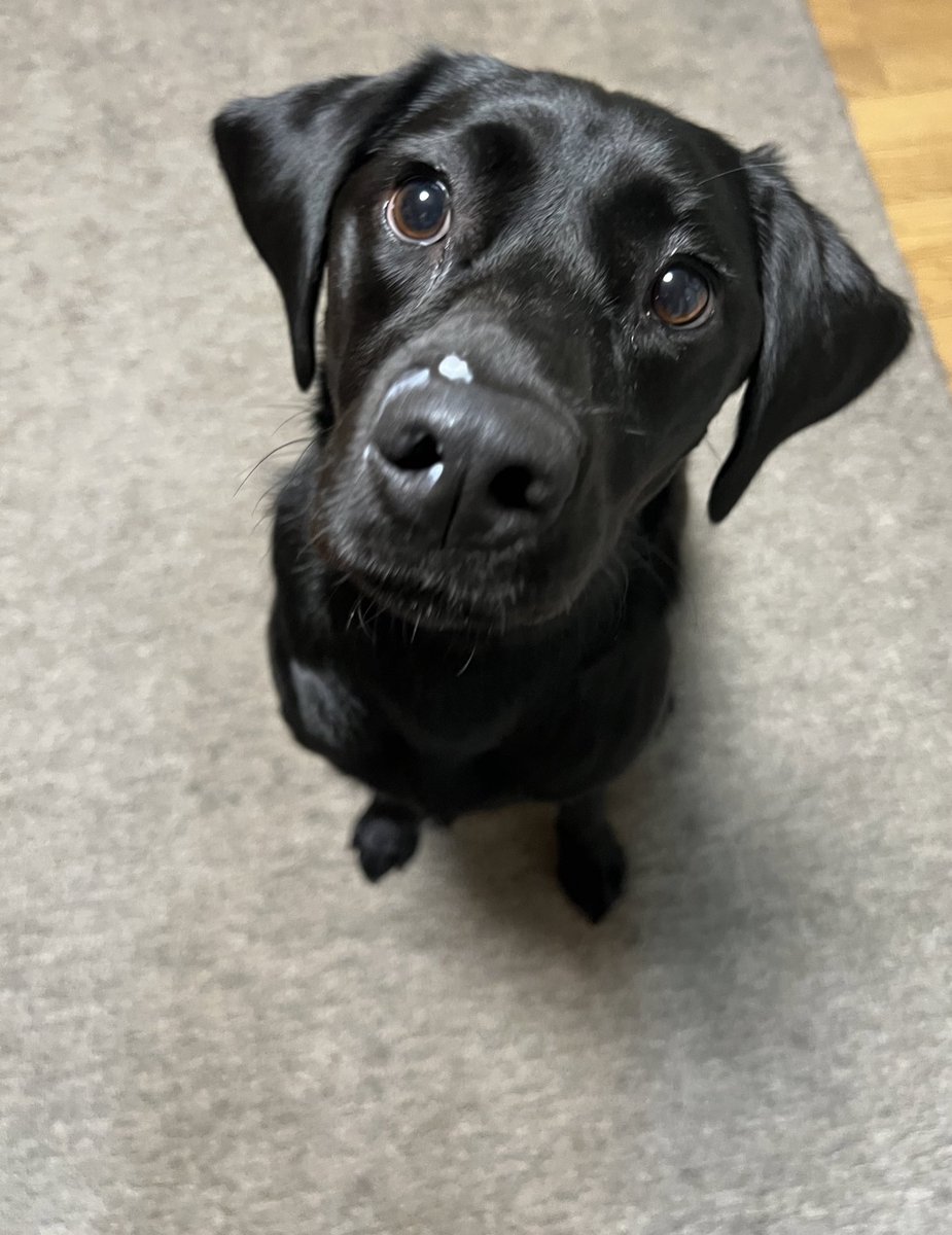 ヨーグルト欲しそうにしてますけど、あの、ヨーグルト、鼻についてます、、、