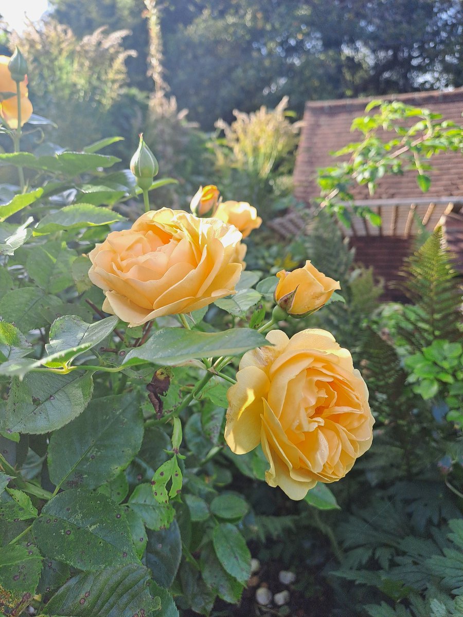TopBananaMall's tweet image. Fab roses in October #globalboiling #Gardensoftwitter