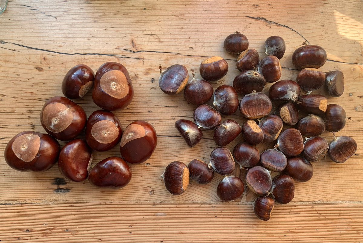 Conkers just because , chestnuts for roasting on the mini kamado. 
Bounty from this mornings walk through #savernakeforest